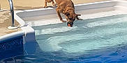 Milo joined the competition — help win amazing prizes! dog, pool, water, ball, outdoor, pet, brown_dog, fence, concrete, sunny, summer, playful, animal, backyard, daytime, recreation, leisure, canine, pet_play, swimming_pool