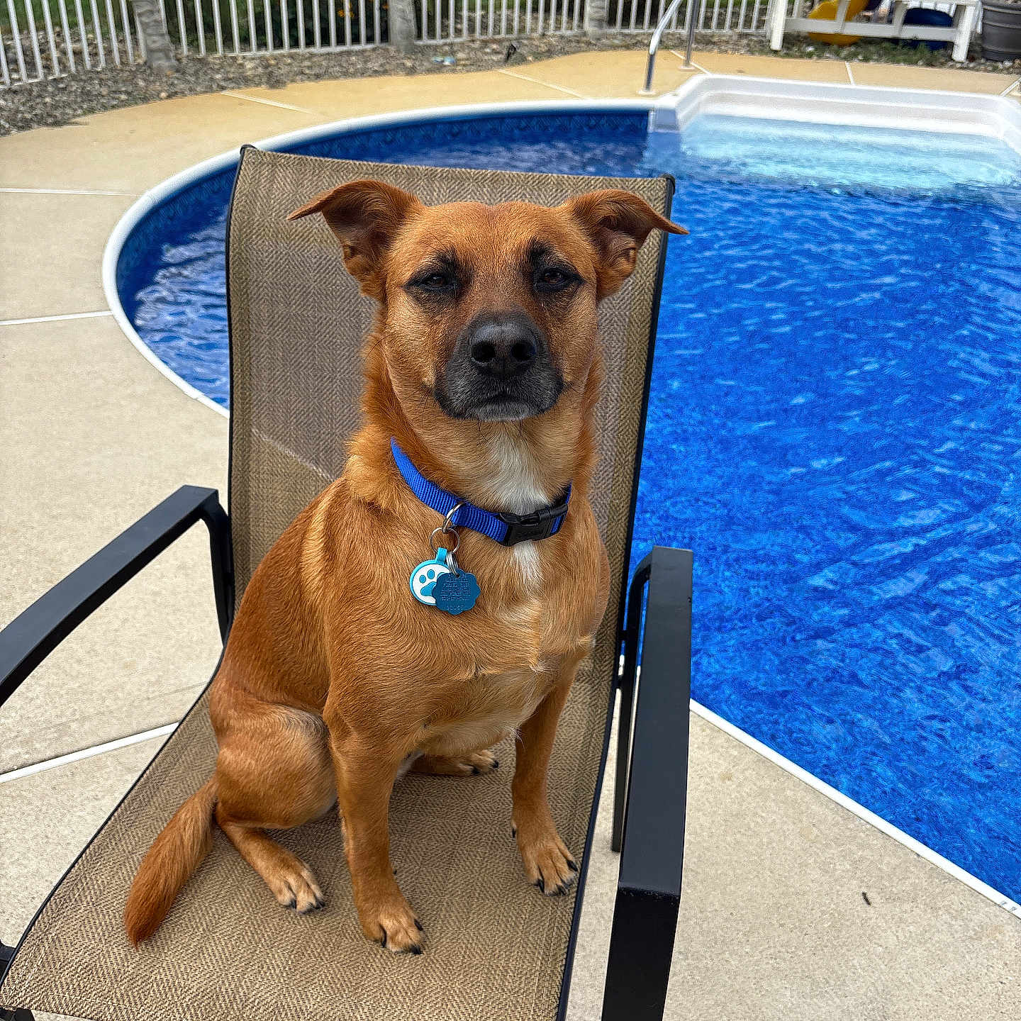 Milo joined the competition — help win amazing prizes! animal, backyard, brown_dog, canine, chair, collar, concrete, daytime, dog, fence, garden, leisure, outdoor, pet, pool, relaxed, resting, sitting, summer, water