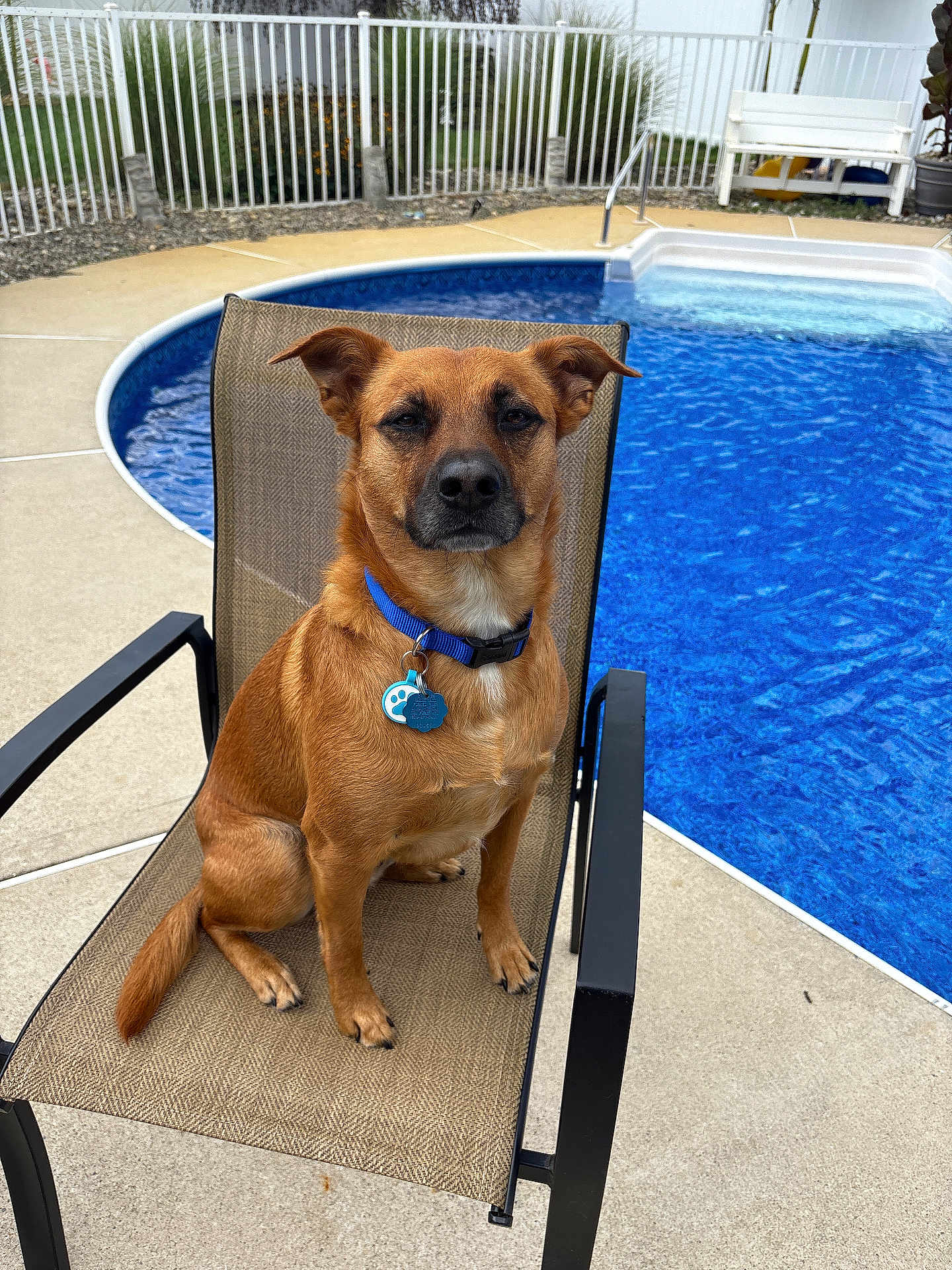 Milo joined the competition — help win amazing prizes! dog, brown_dog, collar, chair, pool, outdoor, pet, animal, fence, concrete, leisure, summer, water, resting, sitting, daytime, garden, backyard, canine, relaxed