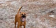 Milo is registered to the contest to win money with this photo: animal, ball, brown_dog, canine, collar, daylight, dog, forest_floor, ground, mouth_open, nature, outdoor, panting, pet, pine_needles, playful, standing, stick, toy, tree