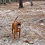 Milo is registered to the contest to win money with this photo: dog, brown_dog, outdoor, tree, pine_needles, ball, toy, playful, animal, pet, mouth_open, panting, nature, forest_floor, standing, canine, collar, daylight, ground, stick
