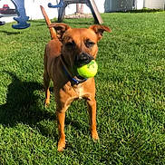 Milo joined the competition — help win amazing prizes! dog, tennis_ball, grass, outdoor, play, pet, brown_dog, sunlight, yard, collar, animal, fun, toy, summer, playground, happy, active, nature, daytime, greenery