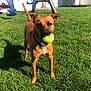 dog, tennis_ball, grass, outdoor, play, pet, brown_dog, sunlight, yard, collar, animal, fun, toy, summer, playground, happy, active, nature, daytime, greenery