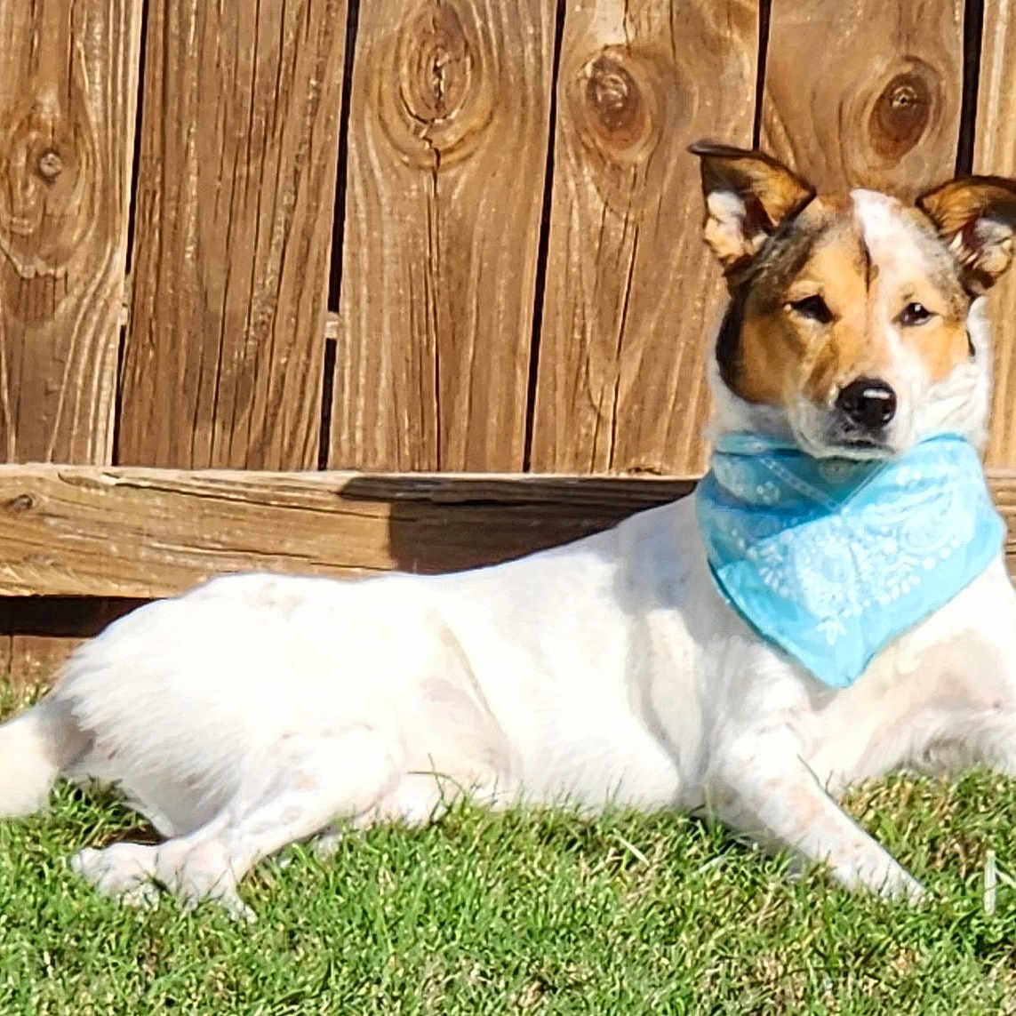 Snickerdoddle is registered to the contest to win money with this photo: animal, bandana, blue_bandana, brown_spots, canine, daytime, dog, domestic_animal, ears, fence, grass, lying_down, nature, outdoor, pet, relaxed, sunlight, tail, white_dog, wooden_fence