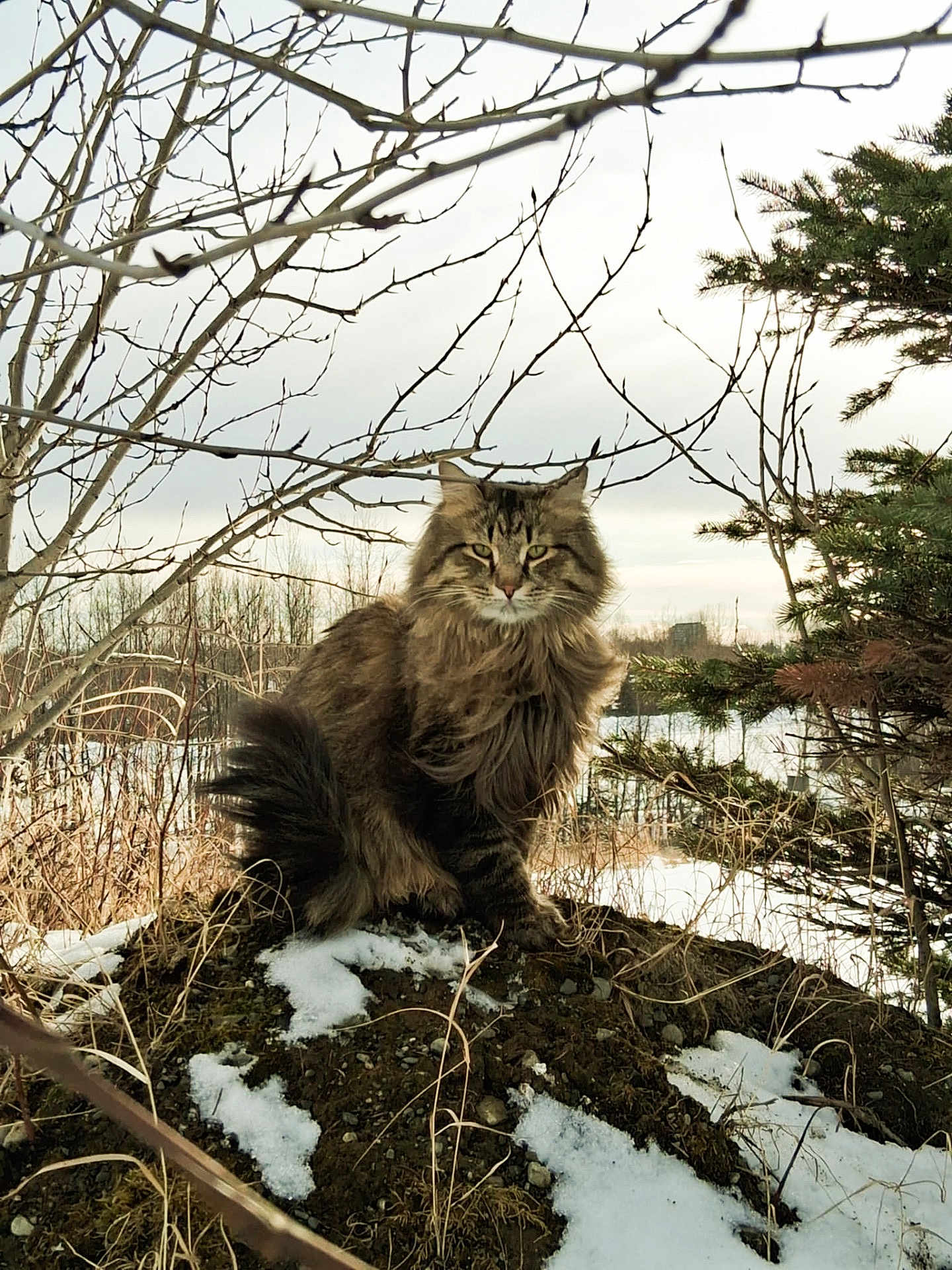 Rory joined the competition — help win amazing prizes! cat, long_hair, snow, winter, outdoor, nature, tree_branches, evergreen, mound, animal, fur, wildlife, forest, landscape, sky, brown, green, ground, cold, majestic