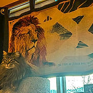 Rory is registered to the contest to win money with this photo: cat, fluffy_cat, tapestry, lion_image, window, indoor, perch, curtains, animal, pet, feline, decor, fabric, portrait, cozy, light, shadow, furniture, home, relaxing