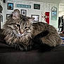 cat, tabby_cat, fluffy, pet, indoor, living_room, sofa, leather, furniture, wall_art, framed_pictures, string_lights, flag, cozy, domestic_animal, whiskers, tail, ears, relaxed, fur