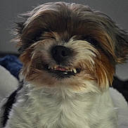 Maizy May joined the competition — help win amazing prizes! dog, pet, smiling, fur, indoor, cute, animal, canine, portrait, closeup, whiskers, laying_down, sleepy, friendly, small_dog, fluffy, muzzle, nose, teeth, relaxed