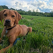 Groot participe au concours pour gagner de l'argent avec cette photo : dog, brown_dog, grass, leash, outdoor, field, nature, clouds, sky, pet, canine, collar, animal, resting, summer, greenery, landscape, mammal, ears, fur