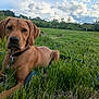 dog, brown_dog, grass, leash, outdoor, field, nature, clouds, sky, pet, canine, collar, animal, resting, summer, greenery, landscape, mammal, ears, fur