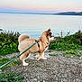 Mokka participe au concours pour gagner de l'argent avec cette photo : dog, puppy, brown_fur, harness, leash, waterfront, sea, coastline, sunset_sky, pastel_sky, grass, dirt_path, plants, horizon, outdoor, nature, pet, standing, profile_view, paws