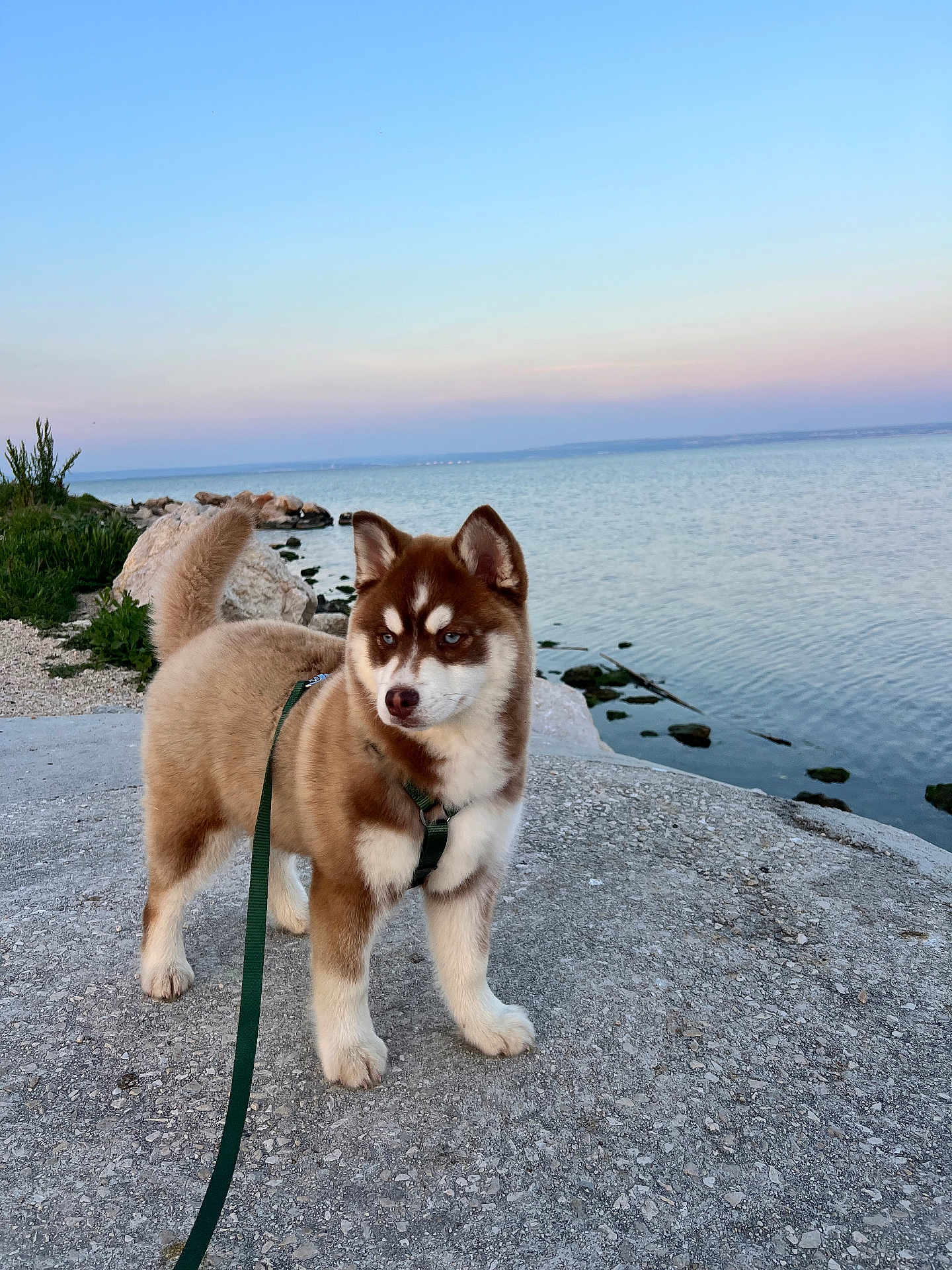 Mokka a rejoint le concours — aidez-le/la à gagner de superbes lots ! dog, husky, puppy, pet, leash, harness, waterfront, sea, rocks, sky, sunset, beach, outdoors, portrait, fur, paws, ears, alert, standing, concrete
