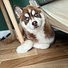 animal, bed, blue_eyes, curious, cute, dog, domestic, ears, fur, furniture, husky, indoor, looking, lying_down, nose, pet, puppy, whiskers, wooden_floor, young