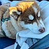 Mokka participe au concours pour gagner de l'argent avec cette photo : animal, blanket, car_interior, closeup, companion, cozy, cute, dog, fur, human_hand, husky, pet, puppy, resting, rings, seatbelt, sleeping, soft_texture, sunlight, warm_light