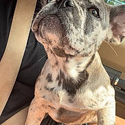 Cannoli joined the competition — help win amazing prizes! animal, brindle, car, closeup, cute, dog, ears, french_bulldog, fur, human, indoor, lap, looking_up, nose, person, pet, puppy, seatbelt, sunlight, vehicle