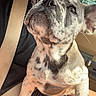 animal, brindle, car, closeup, cute, dog, ears, french_bulldog, fur, human, indoor, lap, looking_up, nose, person, pet, puppy, seatbelt, sunlight, vehicle