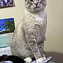 Grizzly joined the competition — help win amazing prizes! cat, indoor, notebook, hat, desk, wall, poster, paw, fur, white_paws, gray_fur, sitting, expression, clutter, paper, feline, animal, domestic, background, relaxed