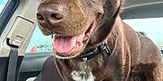 Grizzly is registered to the contest to win money with this photo: dog, chocolate_color, car, car_seat, sunroof, happy, tongue_out, collar, pet, canine, inside_car, brown_fur, white_patch, seatbelt, window, sky, daylight, closeup, excited, animal