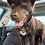 dog, chocolate_color, car, car_seat, sunroof, happy, tongue_out, collar, pet, canine, inside_car, brown_fur, white_patch, seatbelt, window, sky, daylight, closeup, excited, animal