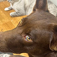 Grizzly is registered to the contest to win money with this photo: dog, brown_dog, cat, light_colored_cat, wooden_floor, indoor, pets, close_up, animal_eyes, relaxed, floor, collar, furniture, domestic_animals, companion_animals, pet_care, fur, whiskers, ears, nose