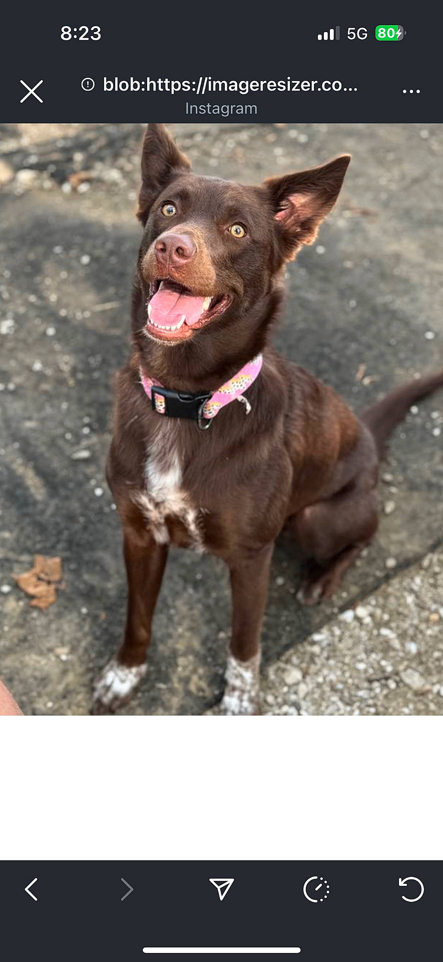 Grizzly joined the competition — help win amazing prizes! alert, animal, brown_dog, canine, close_up, dog, ears_up, four_legs, fur, happy, looking_up, muzzle, outdoor, pavement, pet, pink_collar, playful, sitting, tongue, white_markings