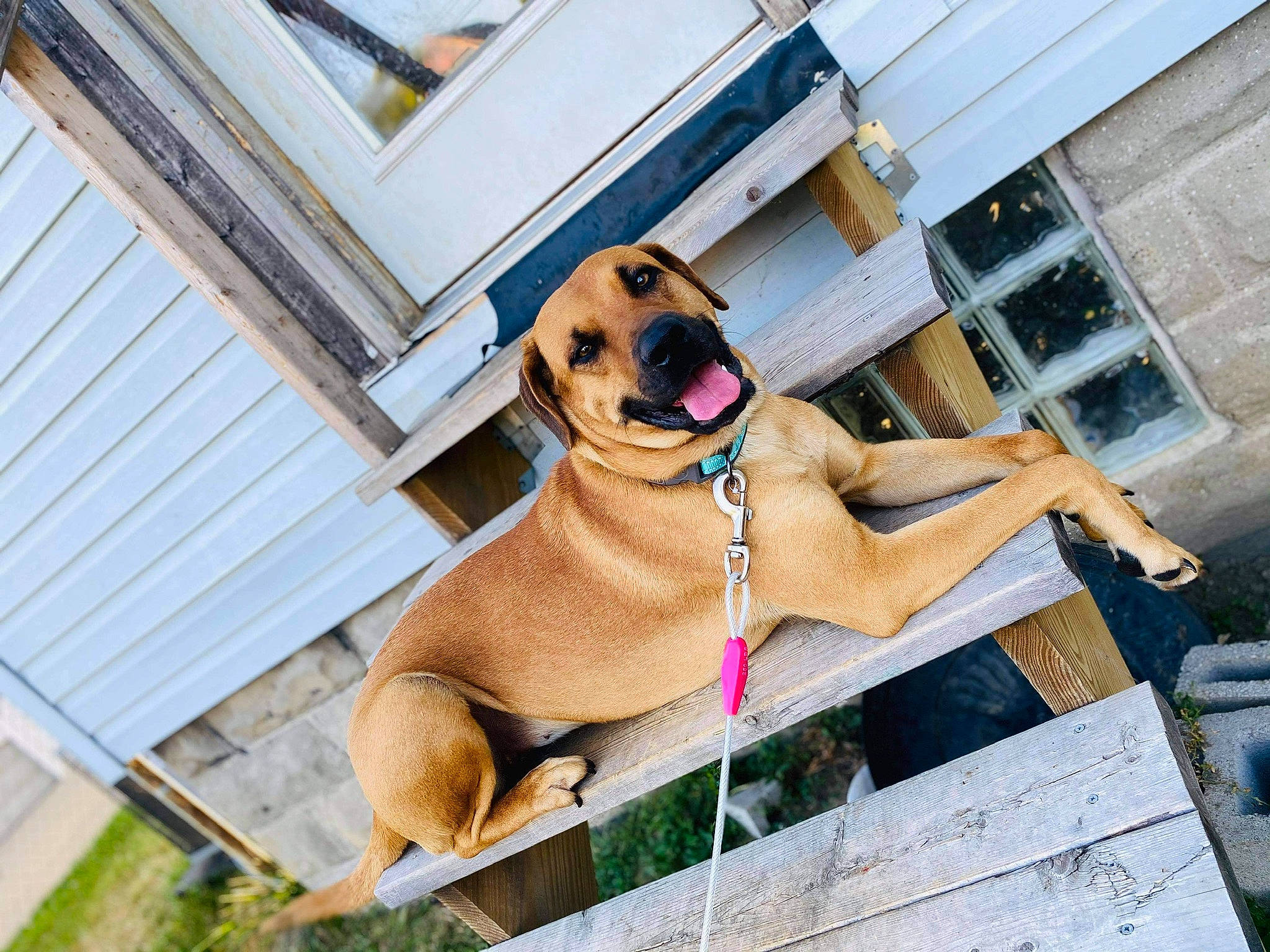Shyla joined the competition — help win amazing prizes! canidae, carnivore, chest, collar, companion_dog, dog, dog_breed, dog_collar, dog_supply, eyewear, fashion_accessory, fawn, hat, leash, pet_supply, snout, sporting_group, sunglasses, window, working_animal