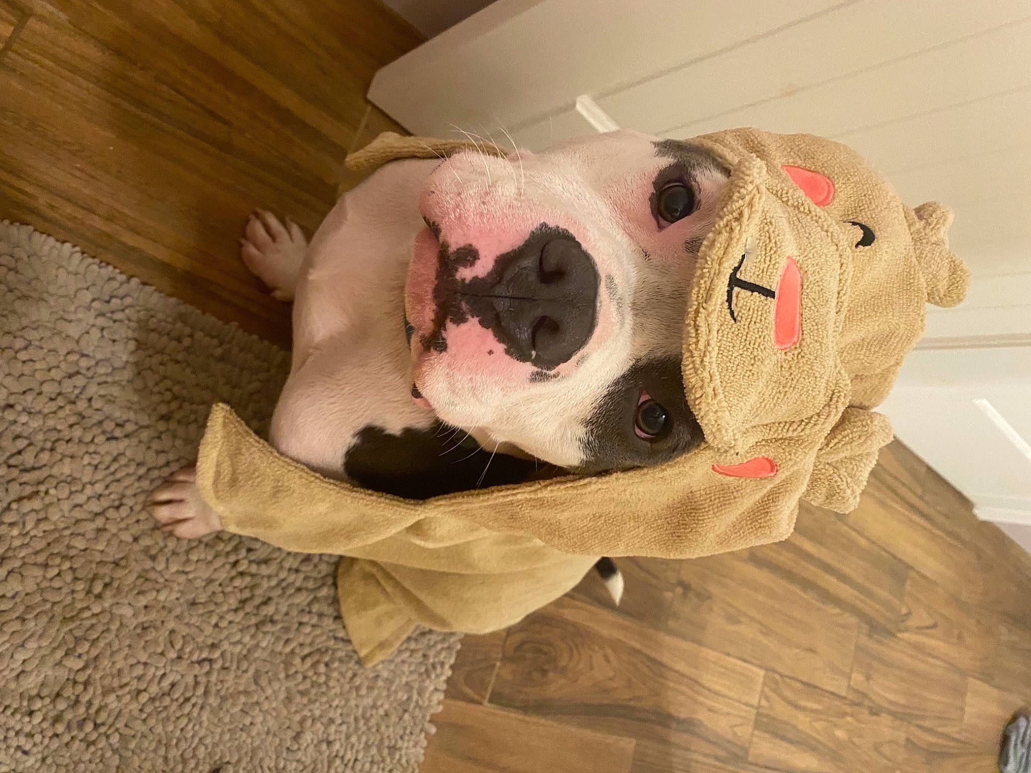 Havoc is registered to the contest to win money with this photo: canidae, carmine, carnivore, comfort, companion_dog, dog, dog_breed, fawn, felidae, flooring, fur, hardwood, plant, plush, snout, sporting_group, stuffed_toy, toy, whiskers, wood