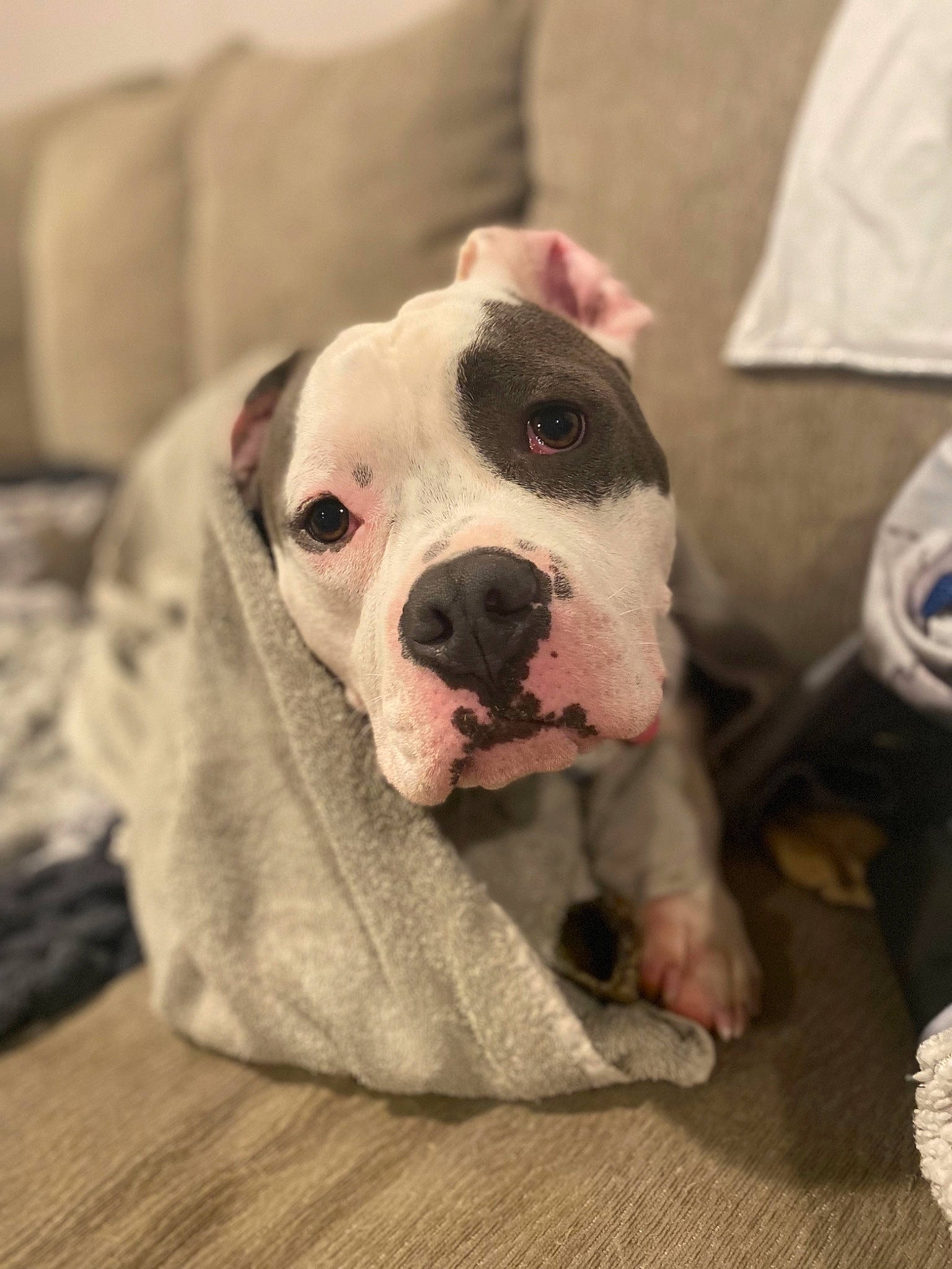 Havoc is registered to the contest to win money with this photo: canidae, carnivore, collar, comfort, companion_dog, couch, dog, dog_breed, fawn, flooring, fur, molosser, snout, sporting_group, terrestrial_animal, toy_dog, whiskers, wood, working_animal, wrinkle