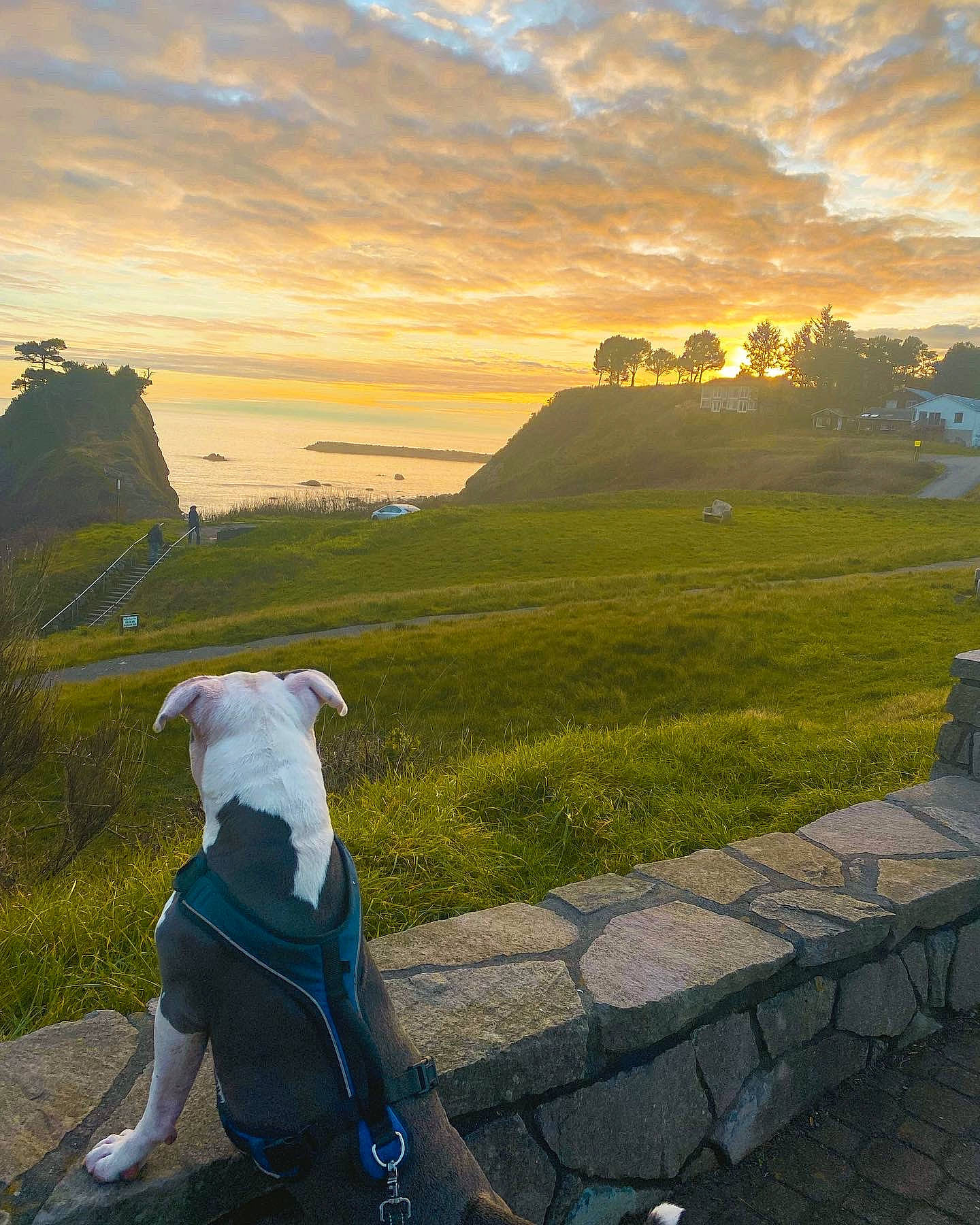 Havoc is registered to the contest to win money with this photo: afterglow, cloud, ecoregion, grass, grassland, happy, highland, landscape, leisure, morning, mountainous_landforms, natural_landscape, nature, people_in_nature, plant, sky, sunlight, sunrise, sunset, tree