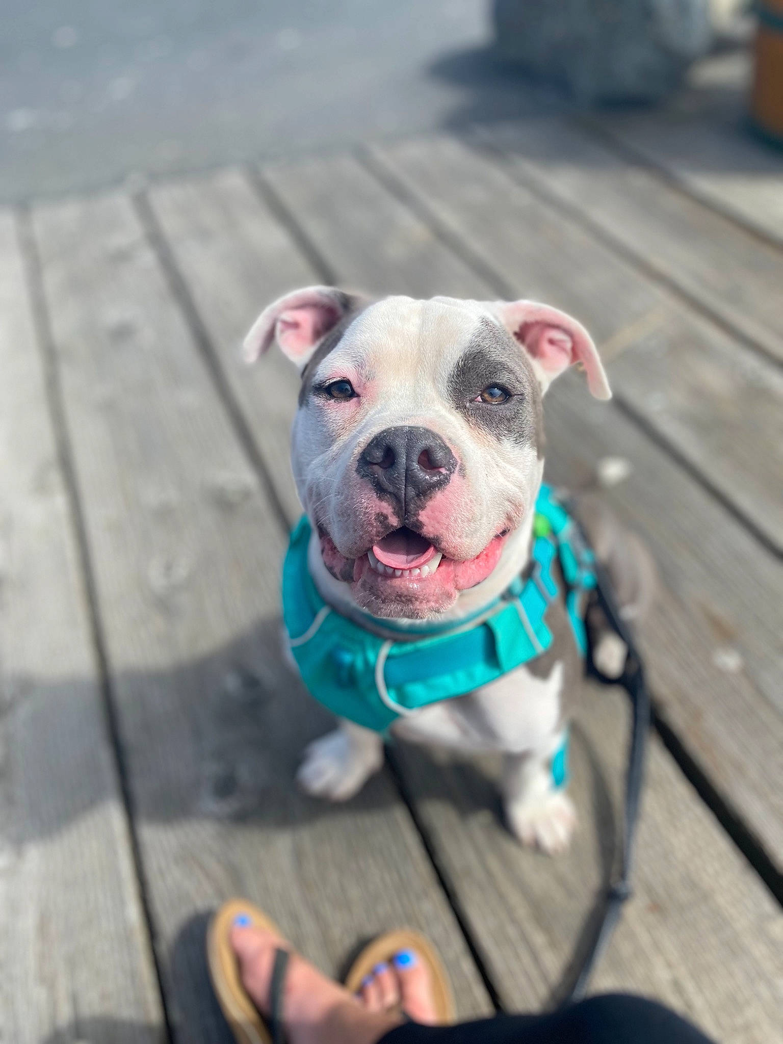 Havoc is registered to the contest to win money with this photo: canidae, carnivore, collar, companion_dog, dog, dog_breed, dog_clothes, dog_collar, dog_supply, fashion_accessory, fawn, foot, grass, leash, pet_supply, pink, recreation, snout, sporting_group, white