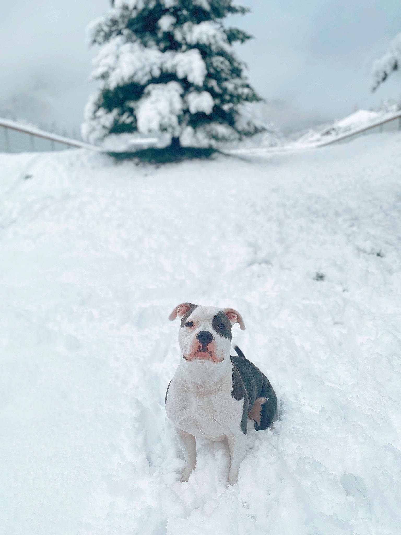 Havoc is registered to the contest to win money with this photo: ball, canidae, carnivore, collar, companion_dog, conifer, dog, dog_breed, dog_collar, fawn, freezing, pet_supply, plant, recreation, sky, slope, snow, sporting_group, tree, winter