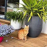 Symba participe au concours pour gagner de l'argent avec cette photo : animal, cat, daylight, domestic_cat, door, flower_pot, greenery, home, indoor, nature, orange_tabby, outdoor, pet, plant_leaf, potted_plants, purple_flowers, relaxing, window, wood_floor, wooden_deck