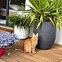 animal, cat, daylight, domestic_cat, door, flower_pot, greenery, home, indoor, nature, orange_tabby, outdoor, pet, plant_leaf, potted_plants, purple_flowers, relaxing, window, wood_floor, wooden_deck