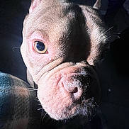 Lucky joined the competition — help win amazing prizes! dog, close_up, portrait, wrinkled_skin, fur, animal, pet, face, nose, eye, ears, shadow, lighting, texture, indoor, dark_background, canine, muzzle, expression, whiskers