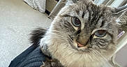 Bella participe au concours pour gagner de l'argent avec cette photo : cat, blue_eyes, fluffy, indoor, curtains, clothes, shelf, lap, person, floor, home, pet, feline, close_up, relaxed, whiskers, ears, fur, cozy, looking