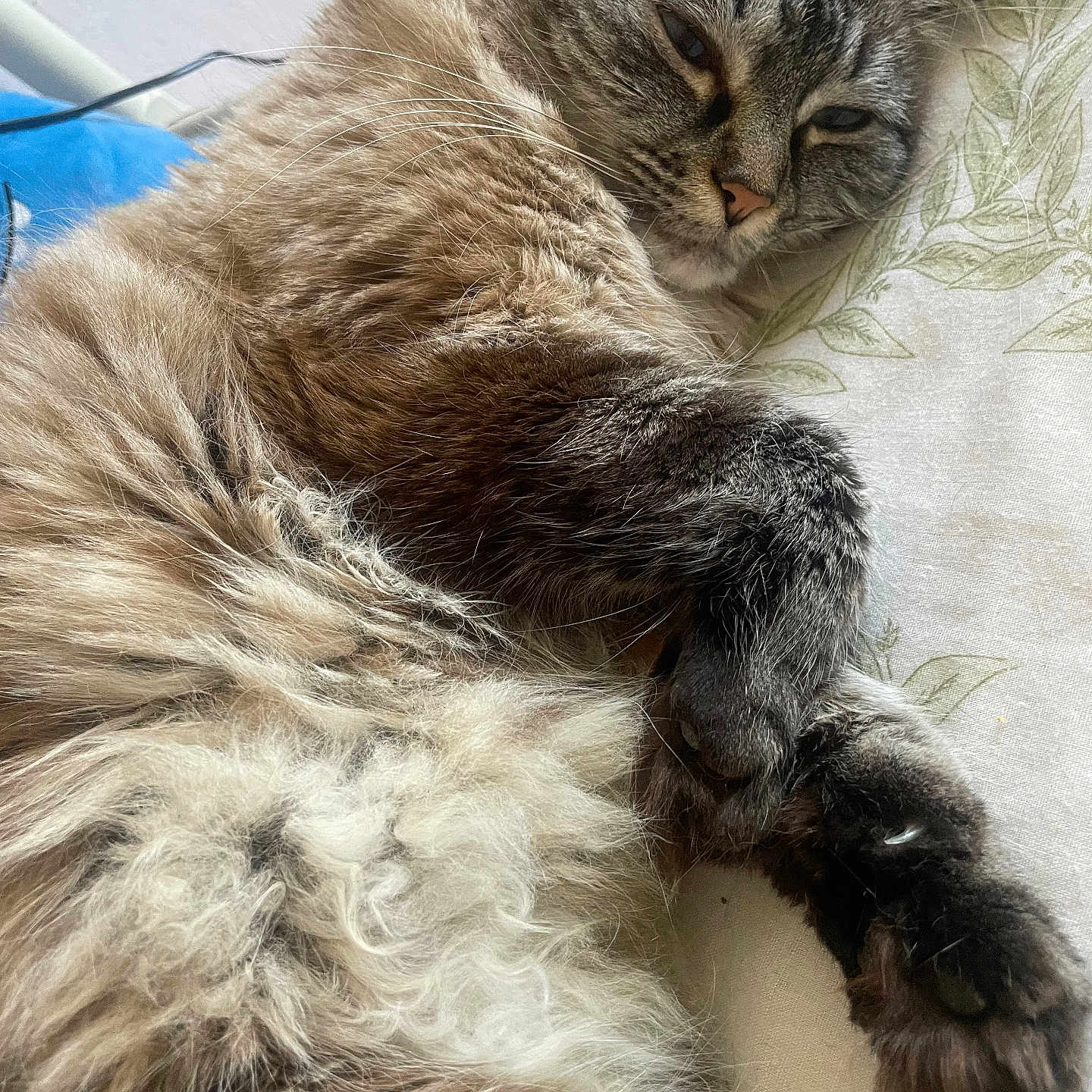 Bella