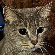 Molly is registered to the contest to win money with this photo: cat, gray_tabby, close_up, pet, animal, whiskers, ears, fur, leather_chair, studs, indoor, curious, face, eyes, portrait, feline, domestic_animal, texture, brown, seated