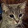 cat, gray_tabby, close_up, pet, animal, whiskers, ears, fur, leather_chair, studs, indoor, curious, face, eyes, portrait, feline, domestic_animal, texture, brown, seated