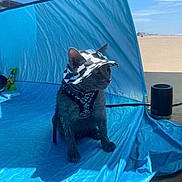 Panchito joined the competition — help win amazing prizes! accessory, animal, beach, blue, blue_tent, calm, cat, curious, daytime, harness, hat, leisure, outdoor, pet, sand, shade, sitting, sky, sunny, vacation