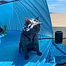 accessory, animal, beach, blue, blue_tent, calm, cat, curious, daytime, harness, hat, leisure, outdoor, pet, sand, shade, sitting, sky, sunny, vacation