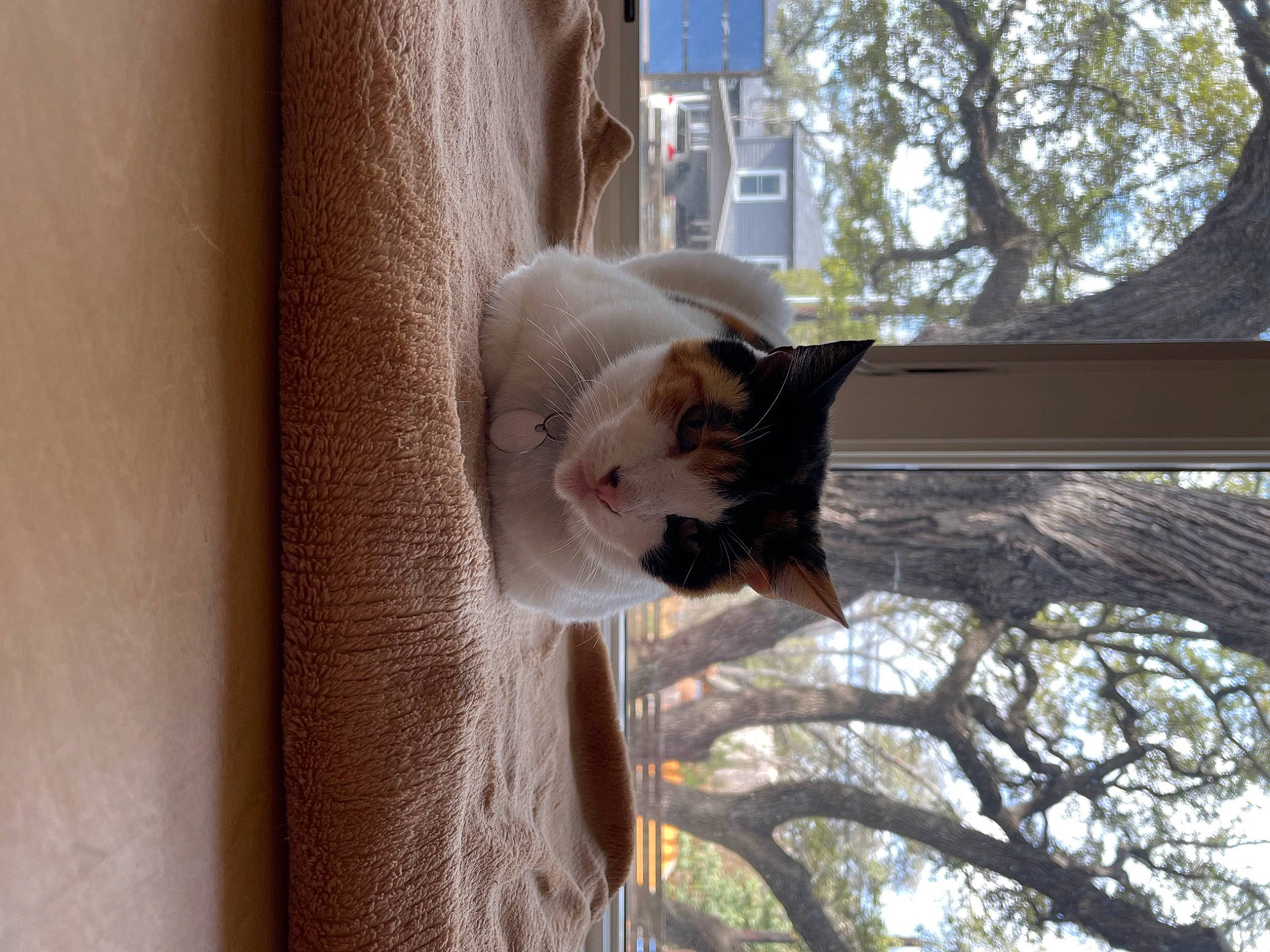 Ophelia joined the competition — help win amazing prizes! animal_shelter, carnivore, cat, curtain, daylighting, domestic_short_haired_cat, door, felidae, fur, plant, plant_stem, small_to_medium_sized_cats, tail, tree, trunk, twig, whiskers, window, winter, wood