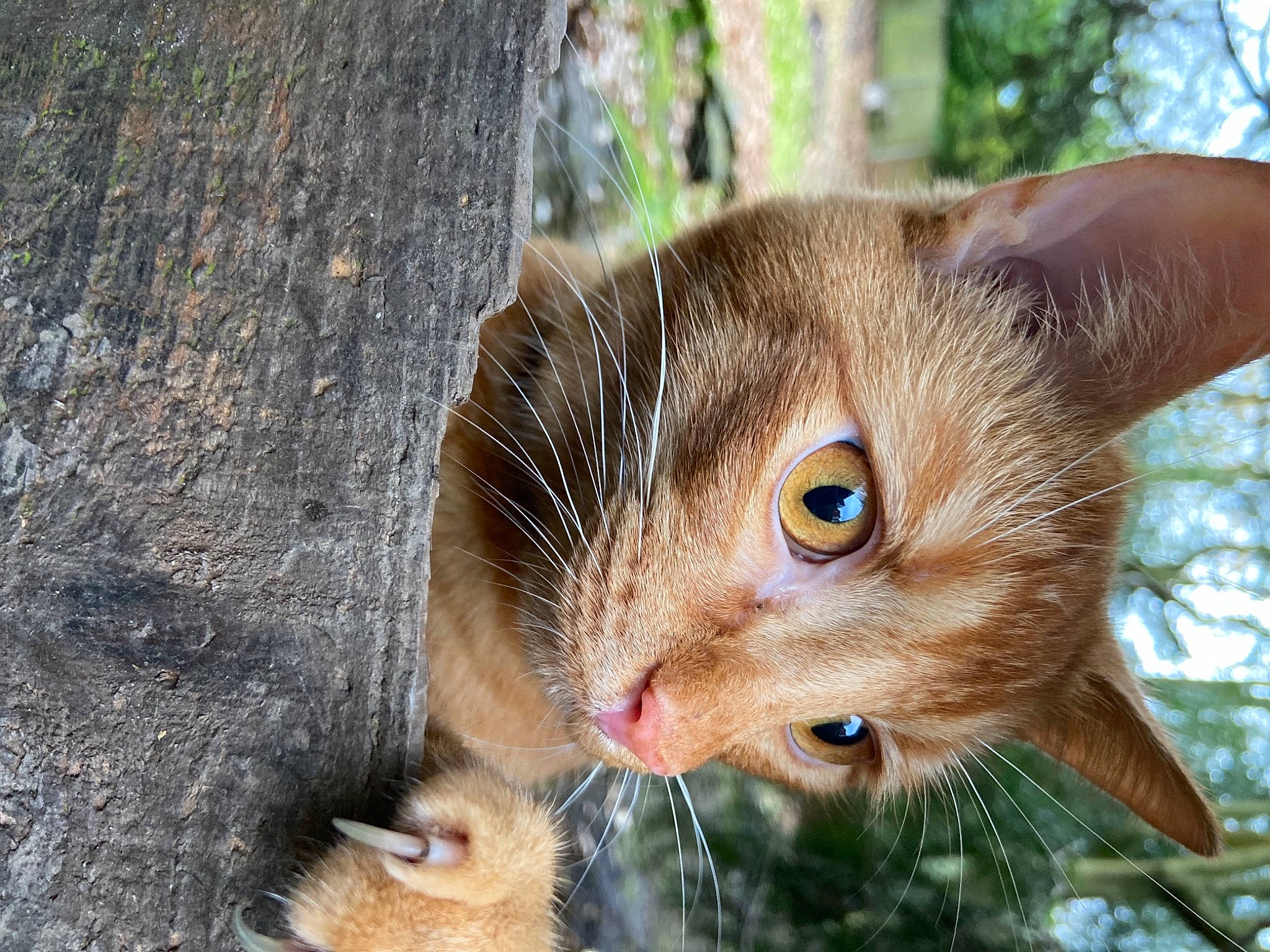 Fox joined the competition — help win amazing prizes! carnivore, cat, close_up, curious, domestic_short_haired_cat, fawn, felidae, fur, iris, organism, small_to_medium_sized_cats, snout, terrestrial_animal, trunk, whiskers