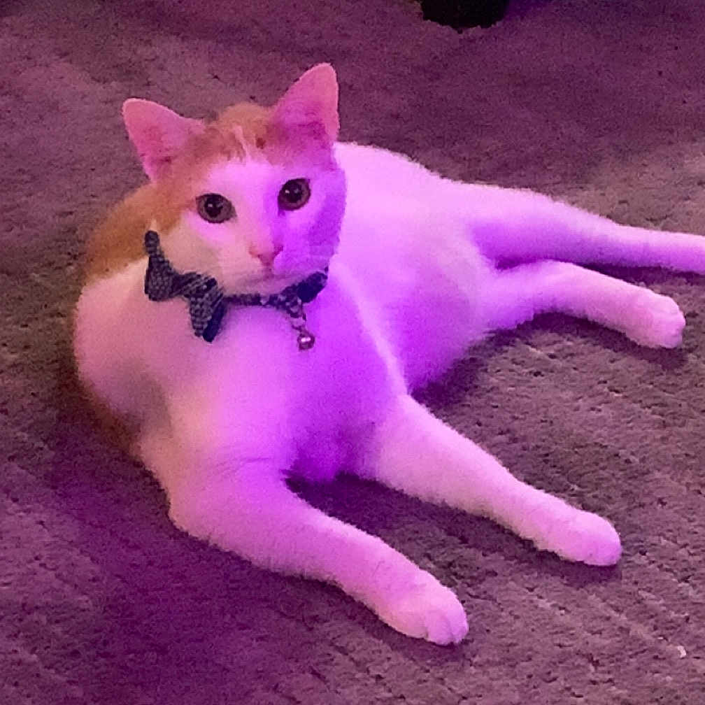 Pumba joined the competition — help win amazing prizes! abyssinian, accessories, animal, canine, cat, chair, collar, couch, dog, furniture, husky, indoors, kitten, lighting, manx, pet, purple, siamese, strap, wood