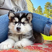 Dayz joined the competition — help win amazing prizes! puppy, dog, fluffy, outdoor, blanket, person, jeans, shirt, grass, trees, sunny, sky, cute, pet, animal, resting, young, nature, colorful, relaxing