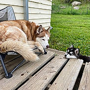 Ruby is registered to the contest to win money with this photo: dog, husky, puppy, sleeping, outdoor, grass, wooden_porch, chair, pet, animal, resting, fence, nature, relaxing, companion, cute, curled_up, daytime, canine, adorable