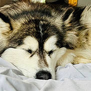 Daisy is registered to the contest to win money with this photo: animal, bed, blanket, canine, closeup, cozy, cute, dog, domestic, ears, fluffy, fur, indoors, mammal, nose, pet, relaxed, resting, sleeping, whiskers