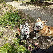 Daisy is registered to the contest to win money with this photo: dog, canine, pet, smiling, outdoor, nature, trail, forest, wildflowers, greenery, leash, harness, sunlight, shadows, feet, sandals, walking, happy, two_dogs, companion