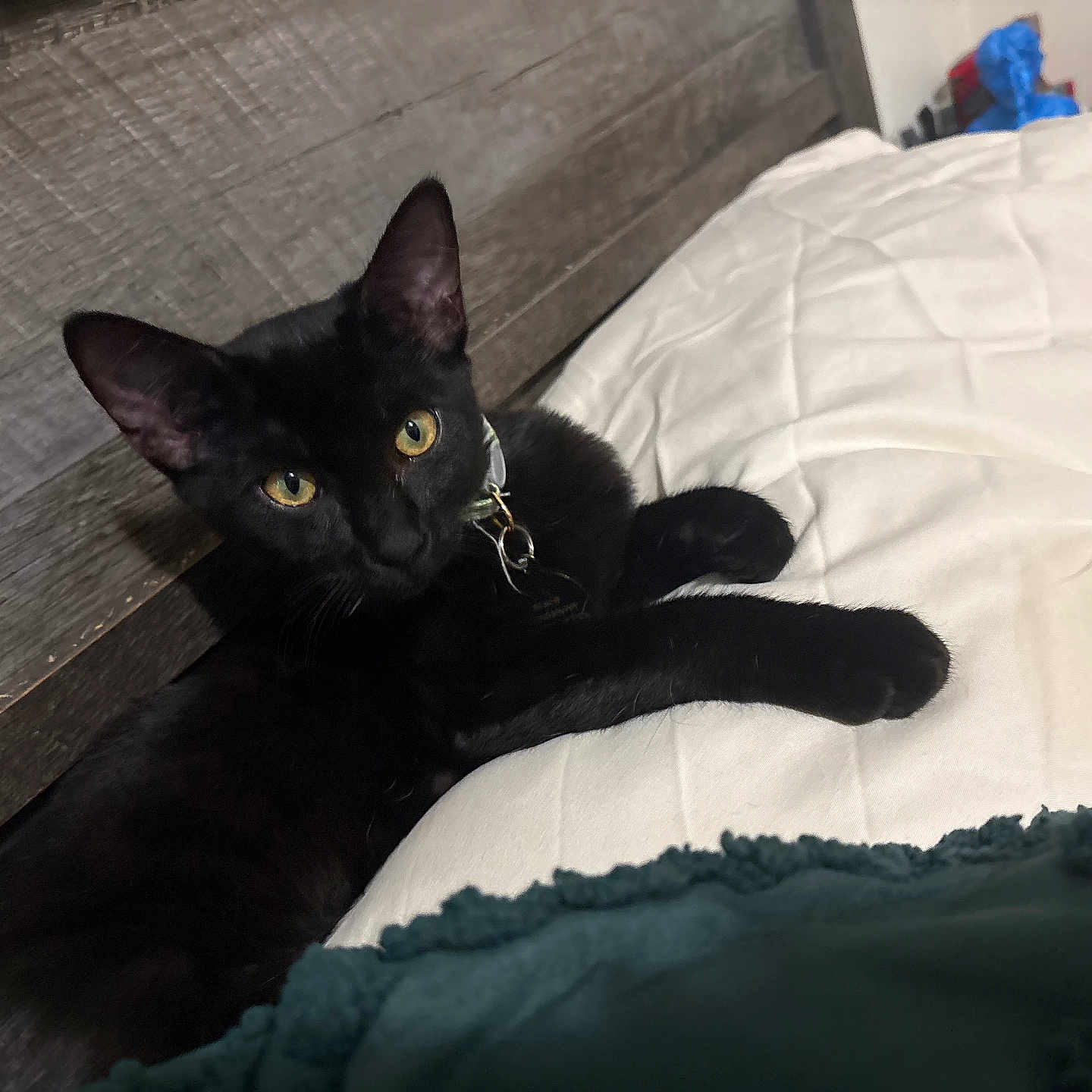 Draco joined the competition — help win amazing prizes! black_cat, cat, pet, animal, indoor, bed, blanket, quilt, headboard, wood, yellow_eyes, feline, relaxed, resting, paws, collar, domestic_cat, cozy, close_up, comfort