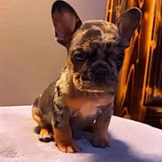 Enzo is registered to the contest to win money with this photo: adorable, animal, background, blanket, brown, cute, dog, ears, french_bulldog, fur, indoor, pet, portrait, puppy, sitting, small, soft_light, spotted, wooden_cabinet, young