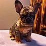 adorable, animal, background, blanket, brown, cute, dog, ears, french_bulldog, fur, indoor, pet, portrait, puppy, sitting, small, soft_light, spotted, wooden_cabinet, young